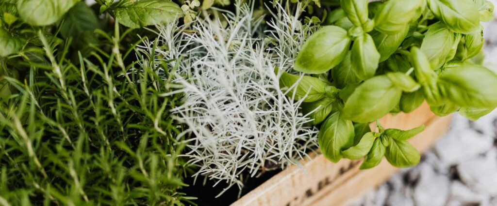 A vibrant collection of herbs in a wooden crate, perfect for cooking and gardening enthusiasts.